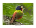 9637 painted bunting